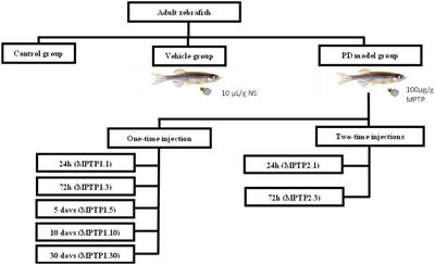 Parkinson’s disease model in zebrafish using intraperitoneal MPTP injection